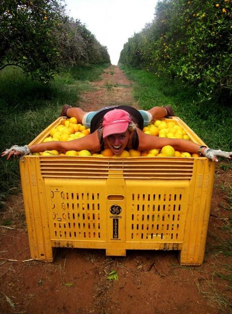 Orange Picking in South Australia