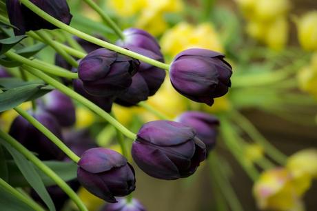 Top Valentine’s Day Flowers