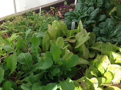 Left to right: Arugula, lettuce ('Freckles') and bok choi.