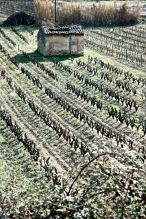 Vineyards in provence