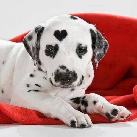 Top 10 Images of Dogs With Fur Hearts