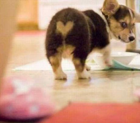 Top 10 Images of Dogs With Fur Hearts