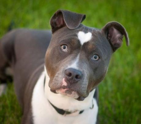 Top 10 Images of Dogs With Fur Hearts