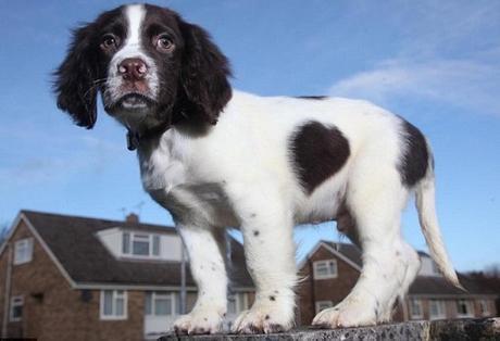 Top 10 Images of Dogs With Fur Hearts