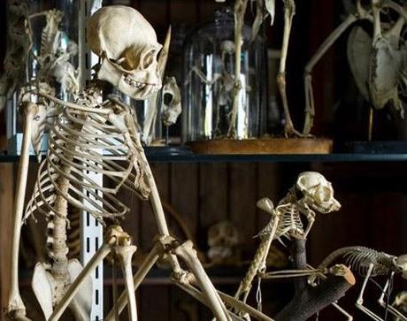 The Best Museums in #London No.11: The Grant Museum of Zoology @GrantMuseum