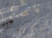 Lesson 1211 Banana Scale