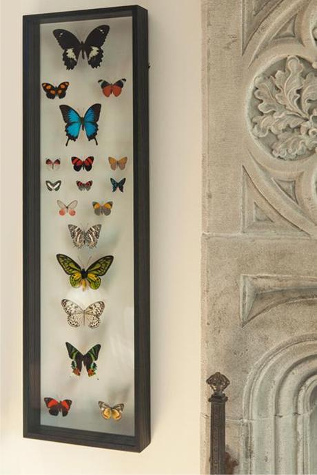 hacin-butterfly-art