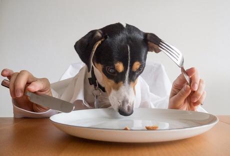 UPDATED Pet food recalls: February 2015