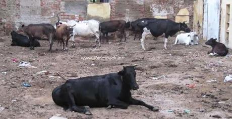 Corporation arranges for Cattle shed in Triplicane - a good initiative !