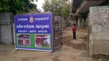 Corporation arranges for Cattle shed in Triplicane - a good initiative !
