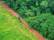 World’s Forests Mercy Commodity Supply Chains