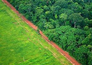 World’s Forests at the Mercy of Commodity Supply Chains