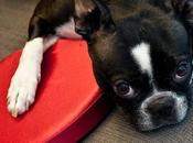 Valentine's Doggy Dangers: Chocolate Sweet Canine Companion