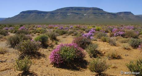 EU and GBIF to collaborate on improving biodiversity information for … – EurekAlert (press release)
