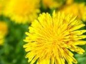 Dandelion Uses