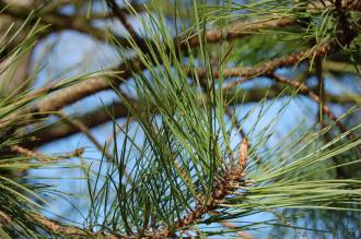 Pinus taeda Leaf (08/02/2015, Kew Gardens, London)