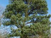 Pinus Taeda