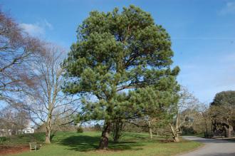 Pinus taeda (08/02/2015, Kew Gardens, London)