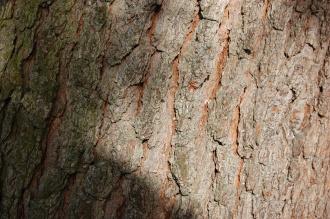 Pinus taeda Bark (08/02/2015, Kew Gardens, London)