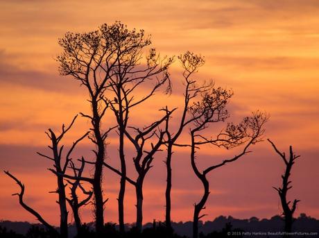 Sunset at Chincoteague NWR © 2015 Patty Hankins