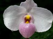More Paphiopedilum Orchids