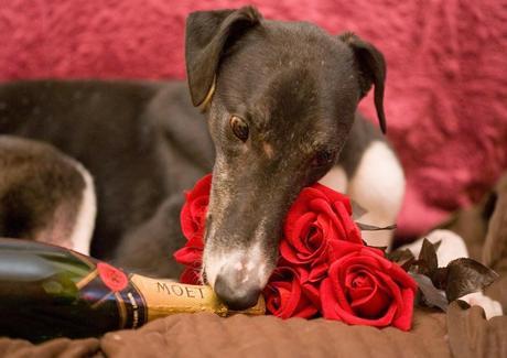 Doggy date night: How to include your dog in your Valentine's Day celebration