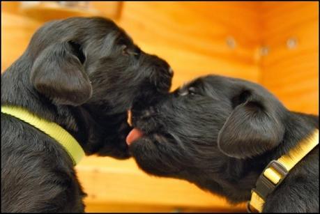 Photos: Puppy kisses for Valentine's Day