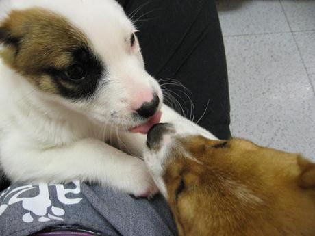 Photos: Puppy kisses for Valentine's Day