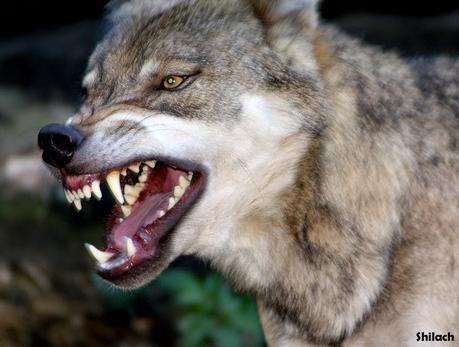 Sincere doubt versus dishonest skepticism