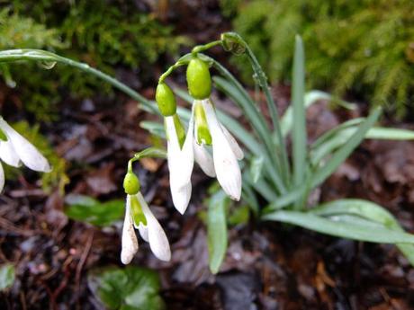 Galanthus Ding Dong