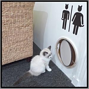  Cat  Cafe  Review Maison De Moggy 26 Hamilton Place 