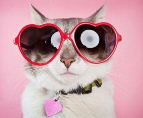 Top 10 Cats Wearing Heart Shaped Glasses