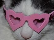 Cats Wearing Heart Shaped Glasses