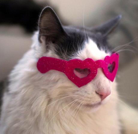 Top 10 Cats Wearing Heart Shaped Glasses