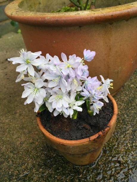 Little Ponton Hall - the Aconite Sea