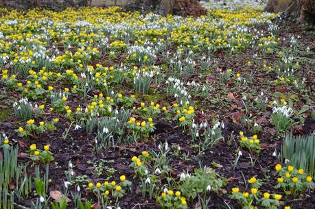 Little Ponton Hall - the Aconite Sea