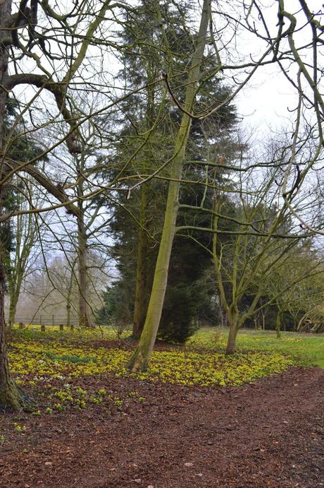 Little Ponton Hall - the Aconite Sea