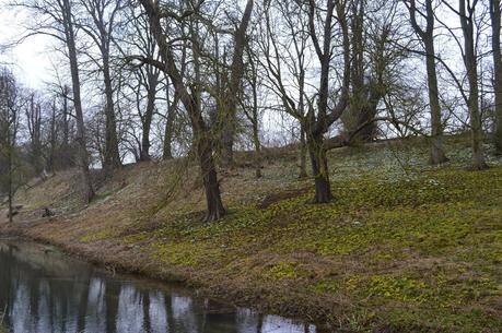 Little Ponton Hall - the Aconite Sea