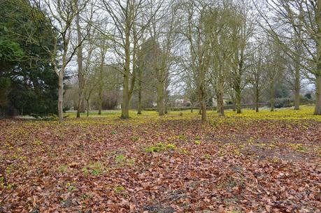 Little Ponton Hall - the Aconite Sea