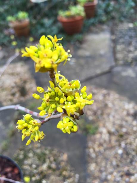 Little Ponton Hall - the Aconite Sea