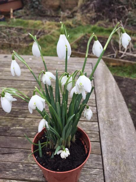 Little Ponton Hall - the Aconite Sea