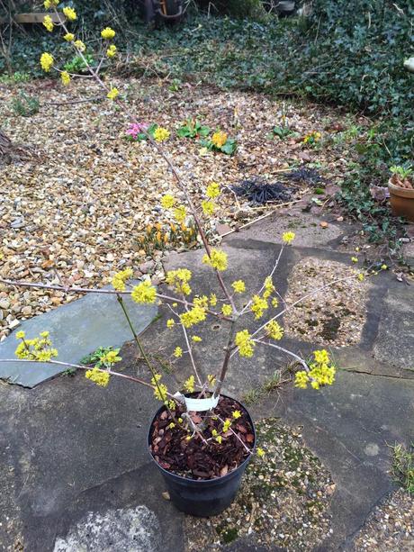 Little Ponton Hall - the Aconite Sea