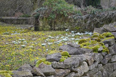 Little Ponton Hall - the Aconite Sea