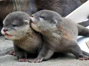 Wisdom John Livingston: Fallacy Wildlife Conservation