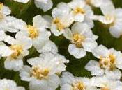 Yarrow Uses