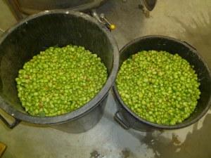 Wet hops fresh from the field (Picture from plukker.be)