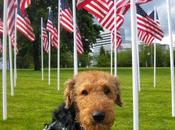 Pets Will Able Vote 2016 Presidential Election