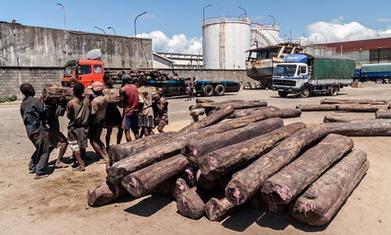 China’s rosewood craving cuts deep into Madagascar rainforests