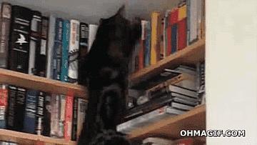 https://www.tumblr.com/search/cat-on-bookshelf