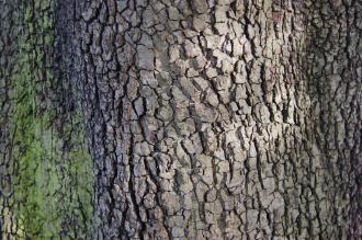 Quercus rotundifolia Bark (08/02/2015, Kew Gardens, London)